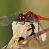 Vazka ruda 5692